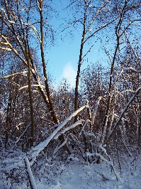 Foto vom Schnee mit blauem Himmel