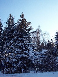 Foto von schneebedeckten Bäumen