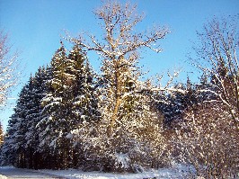 Foto vom winterlichen Weg zum Lech