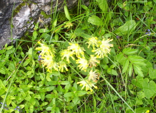 Foto vom Alpen-Wundklee auf der Rotwand