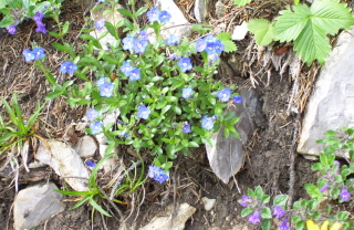 Foto vom Alpen-Ehrenpreis auf der Rotwand