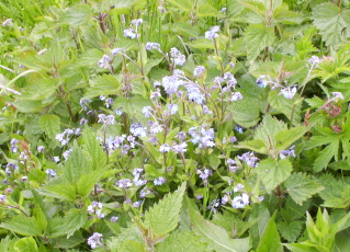 Foto vom Alpenvergissmeinnicht auf der Rotwand