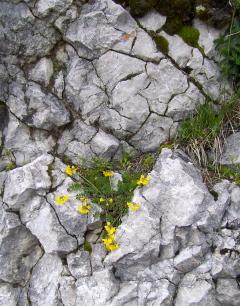 Foto von einem Gestein mit Lerchensporn