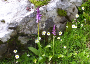 Foto vom Knabenkraut auf der Rotwand