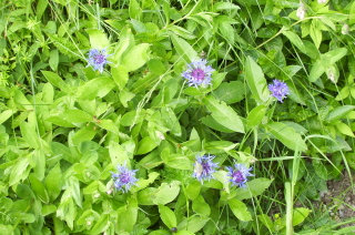 Foto einer Kornblume auf der Rotwand