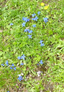 Foto vom Schusternägelchen auf der Rotwand